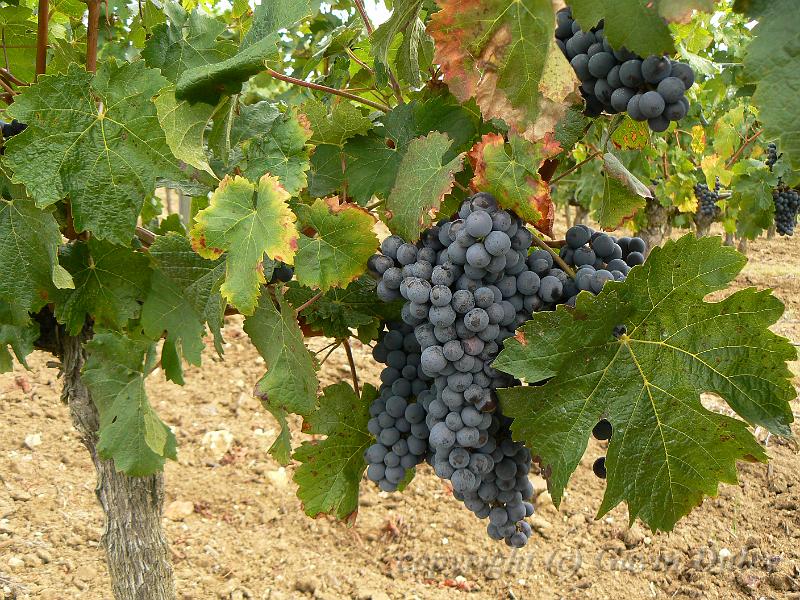 Cabernet franc vines, near Chaintres P1130510.JPG